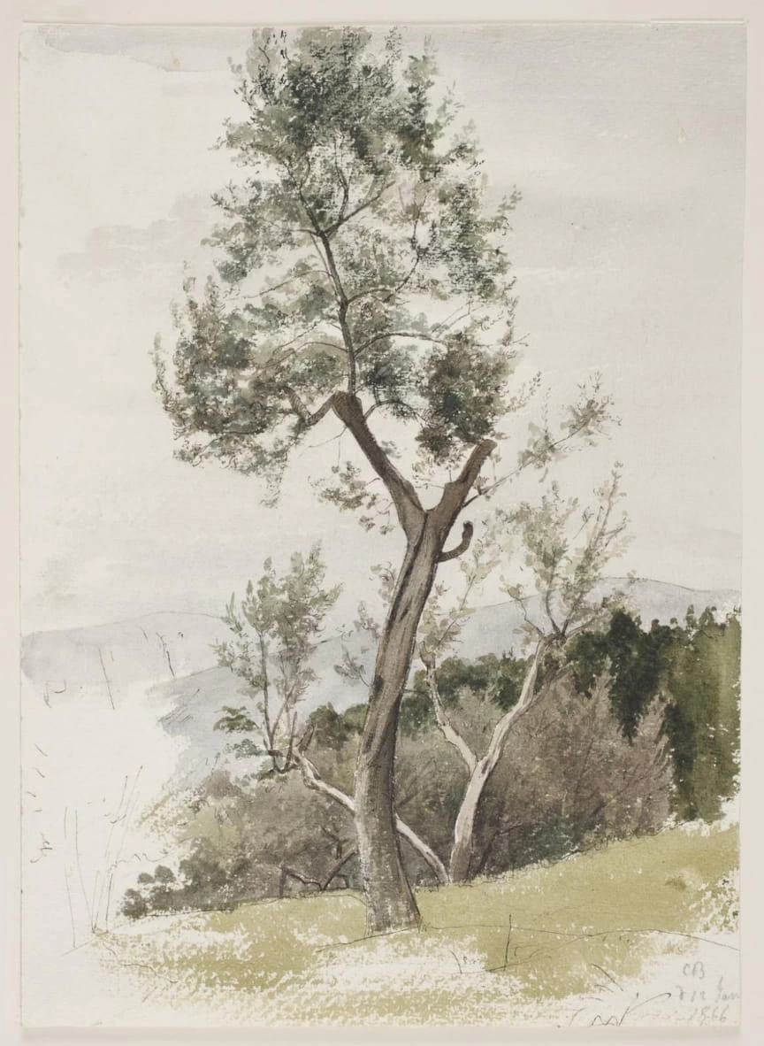 Alberi su una collina - Statens Museum for Kunst
